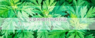 山药浅生槽种植方法视频