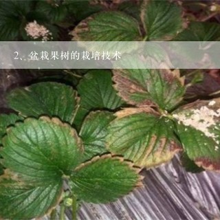 盆栽果树的栽培技术