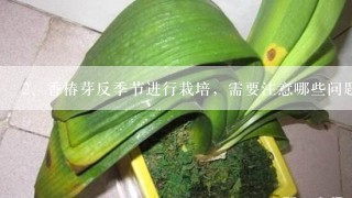 香椿芽反季节进行栽培，需要注意哪些问题呢？