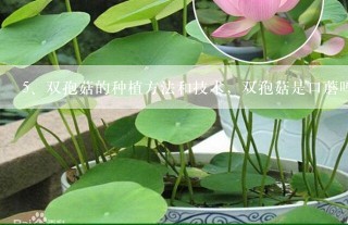 双孢菇的种植方法和技术，双孢菇是口蘑吗