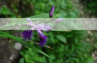 广玉兰种植方法