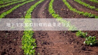 地下生长酷似田螺的蔬菜是什么