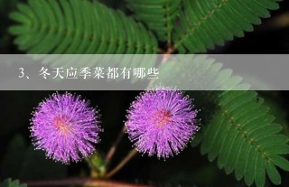 冬天应季菜都有哪些