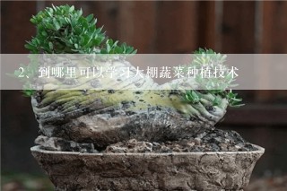 到哪里可以学习大棚蔬菜种植技术