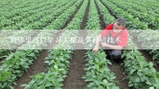 到哪里可以学习大棚蔬菜种植技术