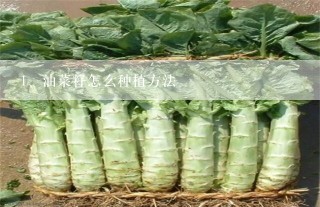 油菜籽怎么种植方法