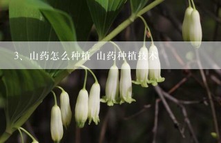 山药怎么种植 山药种植技术