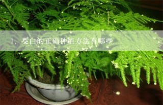 茭白的正确种植方法有哪些