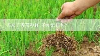 买来了香菜种籽,不知怎样种?