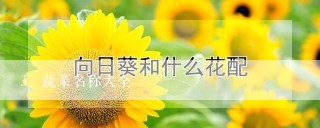 蔬菜名称大全