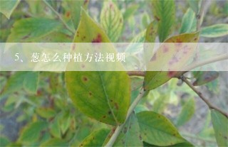 葱怎么种植方法视频