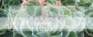 库拉索芦荟如何种植