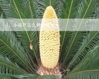 小葫芦怎么种植视频?