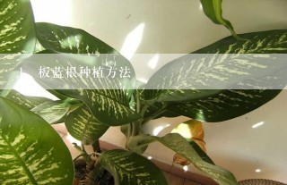 板蓝根种植方法