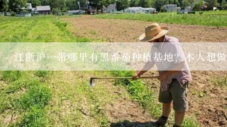 江浙沪一带哪里有黑番茄种植基地？本人想做代理，感觉太远的地方，运过来的水果都不新鲜。