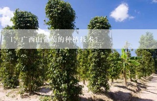 广西山葡萄的种植技术？