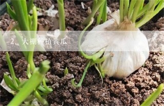 大棚种植黄瓜