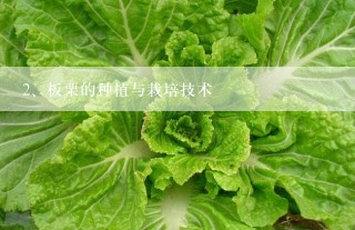 板栗的种植与栽培技术