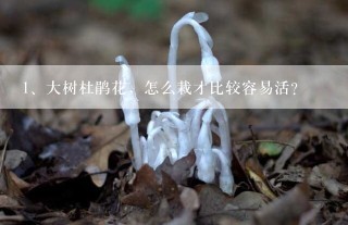 大树杜鹃花，怎么栽才比较容易活？