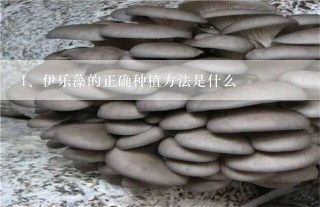 伊乐藻的正确种植方法是什么