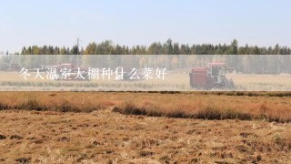 冬天温室大棚种什么菜好