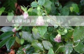 夏威果树苗湖北能种吗？