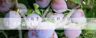 各种蔬菜水果图片简笔画