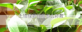 哈密瓜种植技术