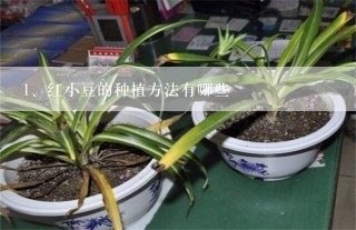 红小豆的种植方法有哪些