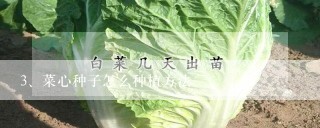 菜心种子怎么种植方法