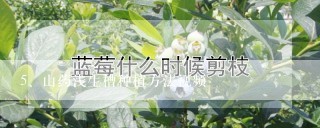 山药浅生槽种植方法视频