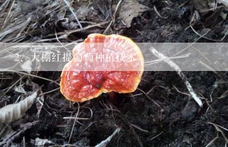 大棚红提葡萄种植技术