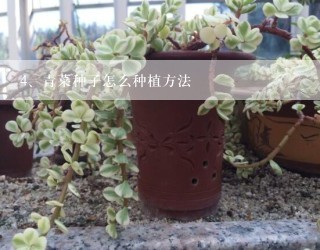 青菜种子怎么种植方法