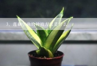 莲藕正确的种植方法是什么