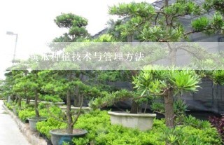 黄瓜种植技术与管理方法