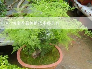 河南香菇种植技术哪里有