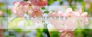 五月慢青菜几月种植