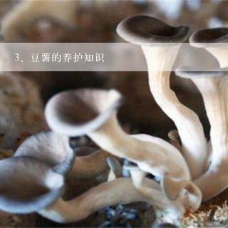 豆薯的养护知识