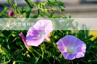 大樱桃种植技术