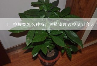 香椿要怎么种植？种植密度该控制到多大？