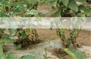 豆类蔬菜有哪些品种