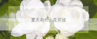 大棚蔬菜种植技术与管理是什么?