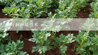 茶叶树种植技术