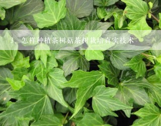 怎样种植茶树菇茶树栽培真实技术