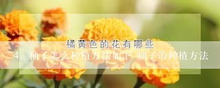 柚子怎么种植方法如下 柚子的种植方法