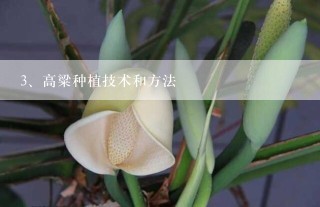 高粱种植技术和方法