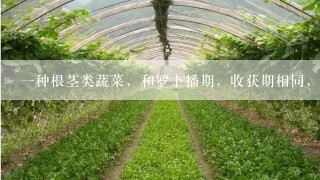 一种根茎类蔬菜，和罗卜播期，收获期相同，无茎，叶子丛生，叶片大如波菜，可做饭或汤。地下根茎多分岔，生的不好吃，做菜饭味道不错，和胡罗卜，白罗卜都不同。我们这的人叫蔓菁，有没有人知道它的学名叫什么？