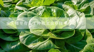 重庆哪里有人工种植北虫草技术