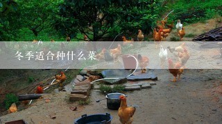 冬季适合种什么菜