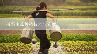 板栗南瓜种植技术与管理